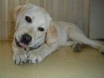 Thalia - Labrador Retriever (7 mois)