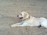 Thalia - Labrador Retriever (2 ans)
