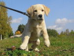 gipsy - Labrador Retriever (4 mois)