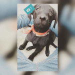 Hiyori Iki - Labrador Retriever (3 mois)