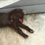 Hiyori Iki - Labrador Retriever (4 mois)