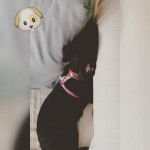 Hiyori Iki - Labrador Retriever (4 mois)