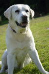 fabule - Labrador Retriever (9 ans)