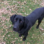 Percy Harvin - Labrador Retriever