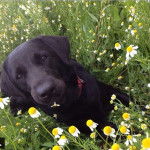 bella - Labrador Retriever (5 mois)