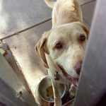 Duke - Labrador Retriever M&acirc;le (9 ans)