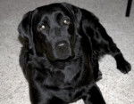 Samantha - Labrador Retriever (7 ans)
