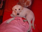 Tequila - Labrador Retriever (3 mois)