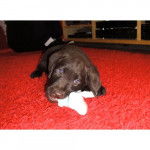 tartinne - Labrador Retriever (2 mois)