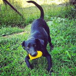 Lucy - Labrador Retriever (6 ans)