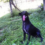 Lucy - Labrador Retriever (6 ans)