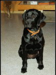 shanon - Labrador Retriever (5 mois)
