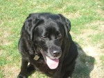 rikita - Labrador Retriever (10 ans)