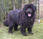 tina - Labrador Retriever (11 mois)