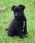 Nini - Labrador Retriever (2 mois)