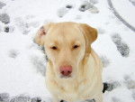 Labrador Retriever - Labrador Retriever