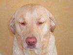 Labrador Retriever - Labrador Retriever