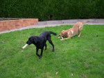 Urane et Urban (Labrador retriever) - Labrador Retriever