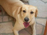 labrador vanille - Labrador Retriever