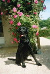 Tanguy, labrador - Labrador Retriever