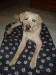 labrador de 2 ans JAGGER - Labrador Retriever (2 ans)