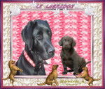 LE LABRADOR NOIR - Labrador Retriever