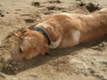 Urban, le museau dans le sable ! (labrador retriever) - Labrador Retriever