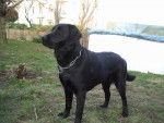 axa labrador retriver - Labrador Retriever