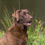 LABRADOR CHOCOLAT - TEENY 4 ans (labrador retriever) - Labrador Retriever (4 ans)