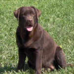 LABRADOR CHOCOLAT - UTAH - Labrador Retriever
