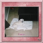 Canelle - Labrador Retriever (3 ans)