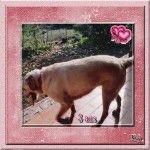 Canelle - Labrador Retriever (3 ans)