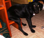 Moka (croise labrador berger) - Labrador Retriever