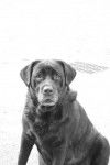 labrador goody 6 ans - Labrador Retriever (6 ans)