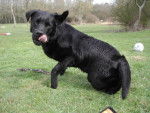 Arctic Willow, Labrador - Labrador Retriever