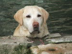 Labrador - Larry - Labrador Retriever