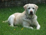 Labrador - Larry - Labrador Retriever