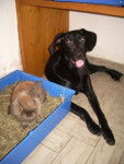 Moka (croise Berger Labrador) et rocky (croise lapin -chat) - Labrador Retriever