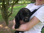 labrador - Labrador Retriever
