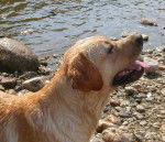 retriever du labrador V'SHADOW - Labrador Retriever