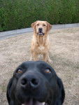 Urban et Urane les labrador ! - Labrador Retriever