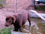 labrador chocolat - Labrador Retriever