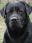 labrador - Labrador Retriever