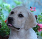 labrador - Labrador Retriever