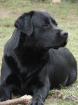 labrador - Labrador Retriever