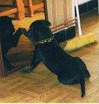 rott/labrador - Ulysse - Labrador Retriever