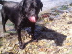 labrador-Paloma - Labrador Retriever