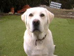 labrador RUDY - Labrador Retriever