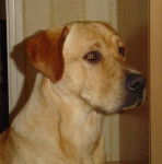 Athos LABRADOR - Labrador Retriever