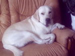 wico labrador - Labrador Retriever